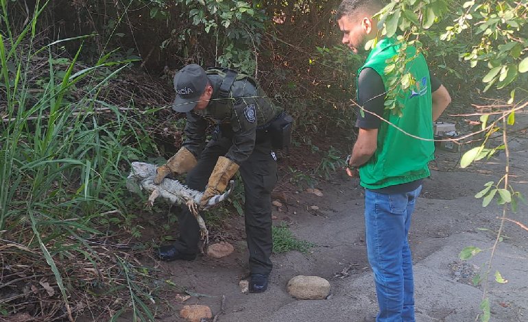 Policía Metropolitana de Neiva lidera liberación de fauna silvestre