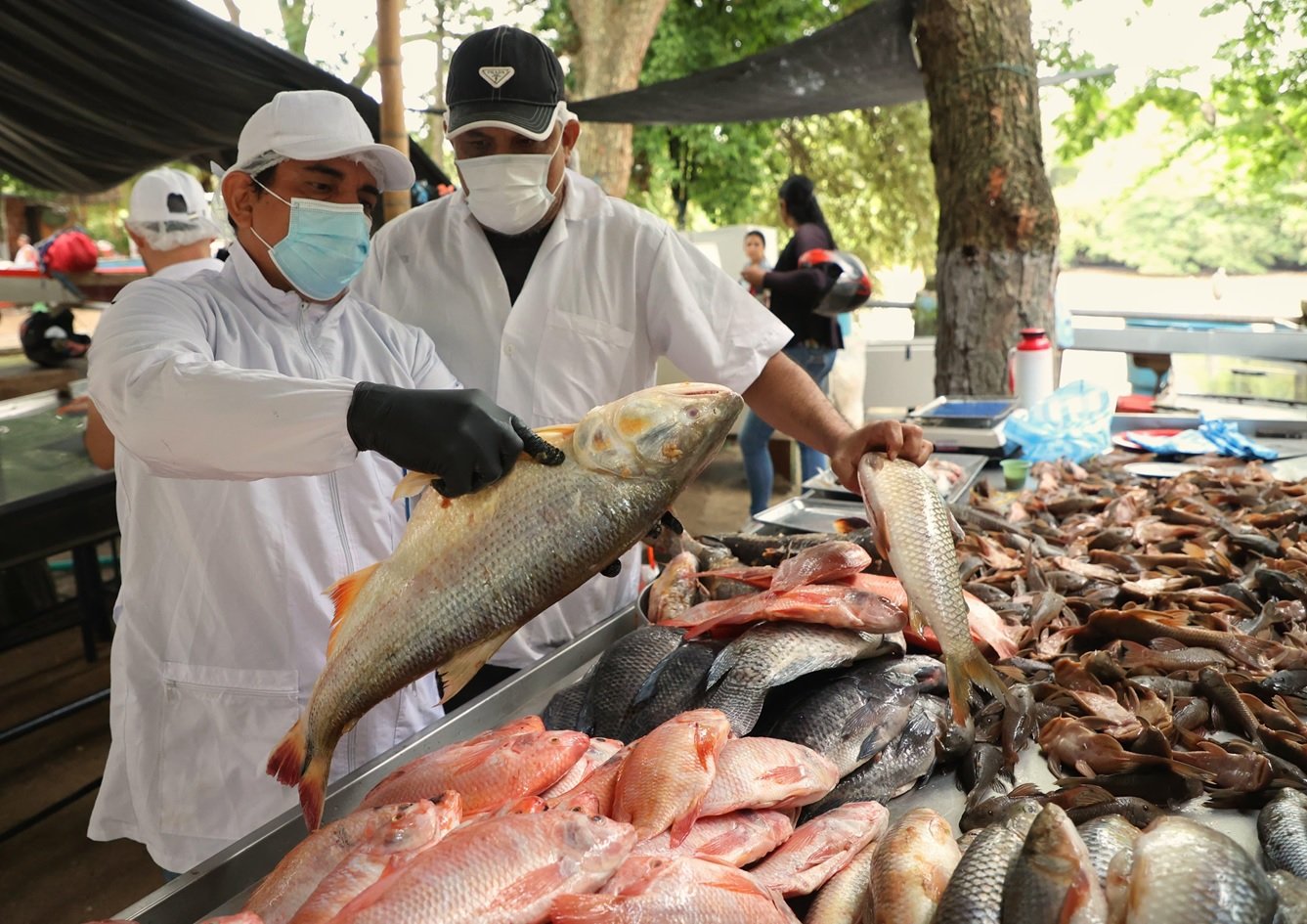 Inspeccionan puntos de venta de pescado para proteger la salud de los neivanos